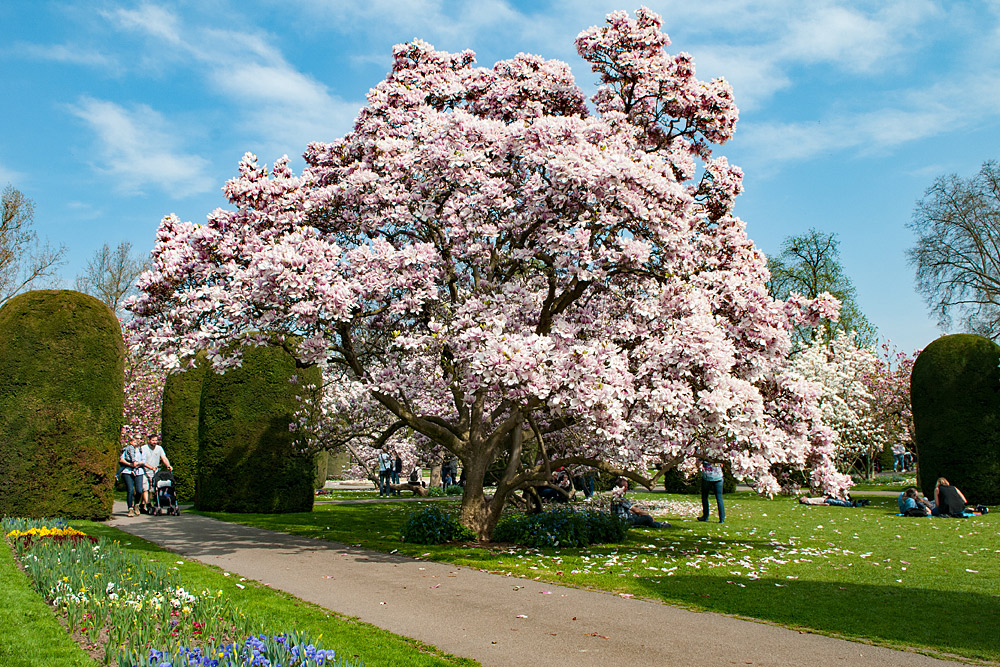 Magnolienblüte