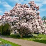 Magnolienblüte