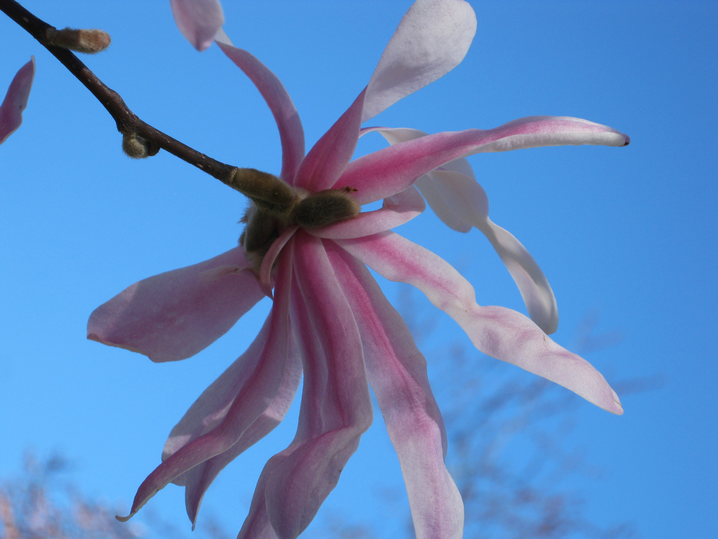 Magnolienblüte