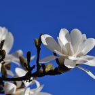 Magnolienblüte