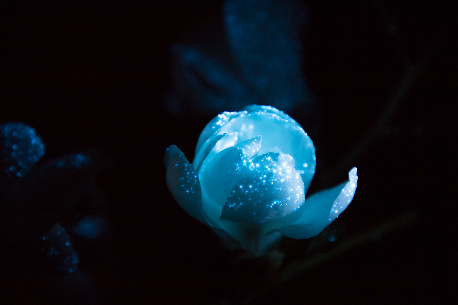 Magnolienblüte fluoreszierend