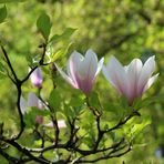 Magnolienblüte- Frühlingszeit