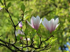 Magnolienblüte- Frühlingszeit