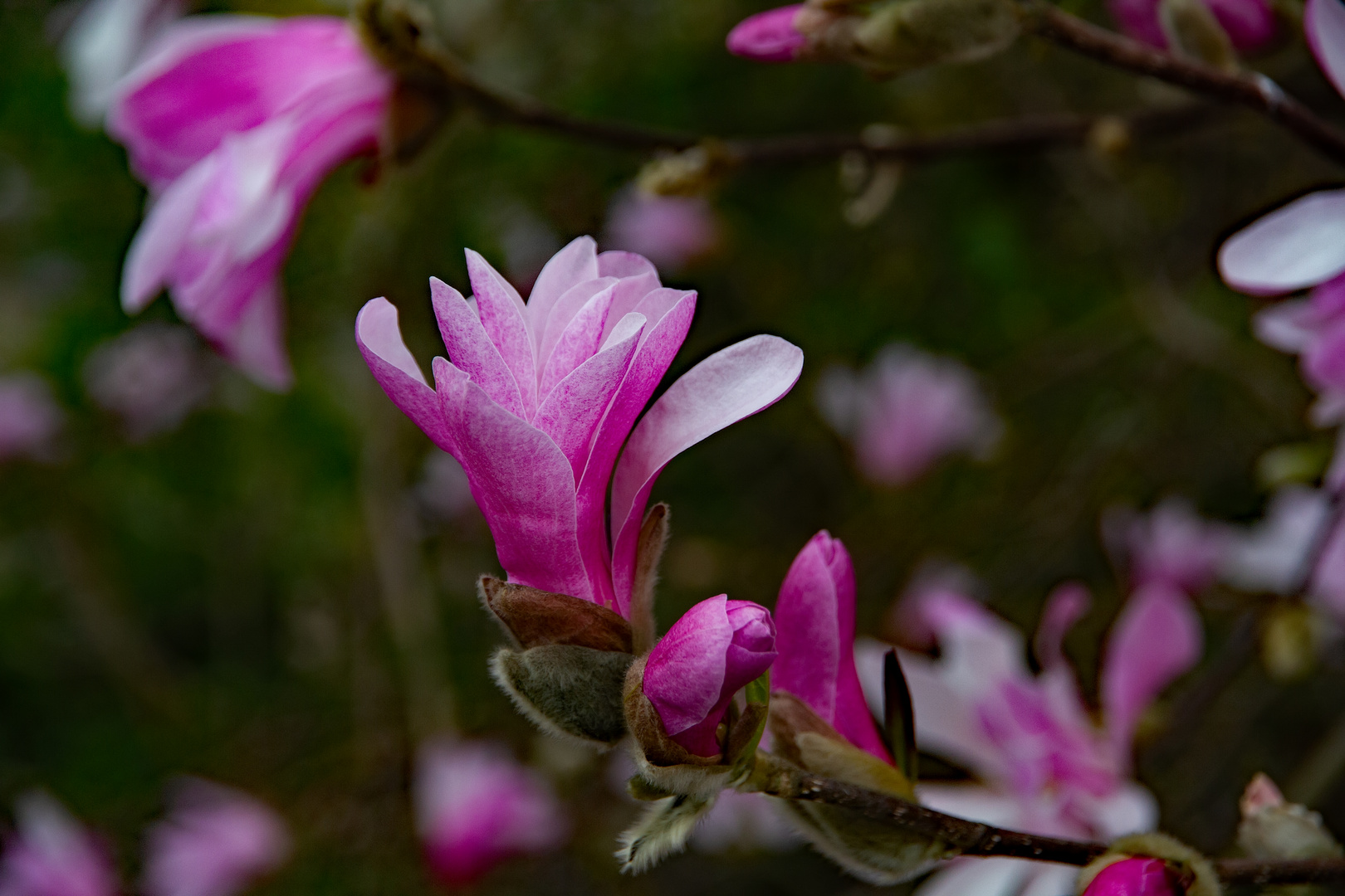 Magnolienblüte I