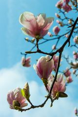 Magnolienblüte I