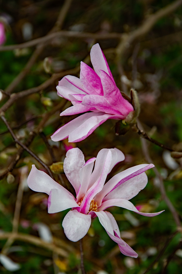 Magnolienblüte II