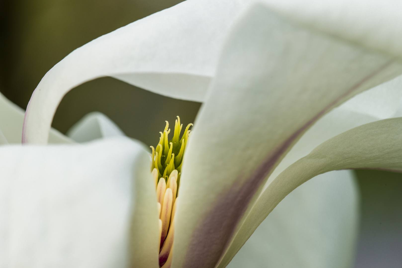 Magnolienblüte - II