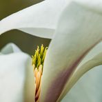 Magnolienblüte - II