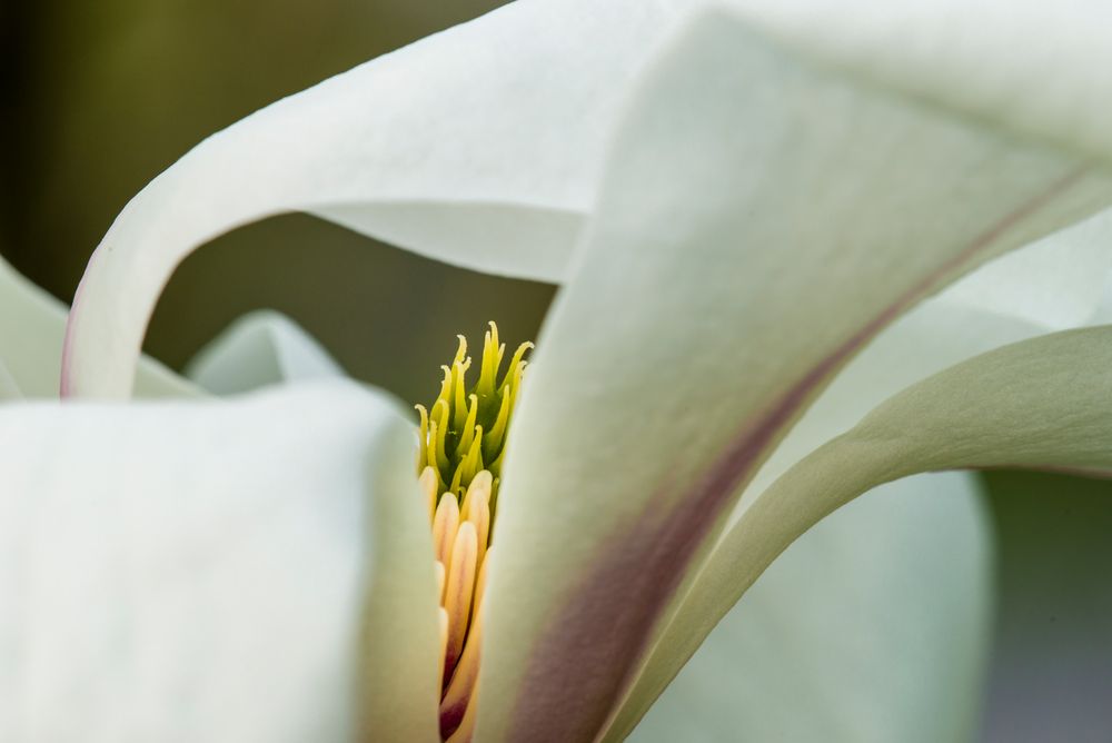 Magnolienblüte - II