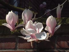 Magnolienblüte II