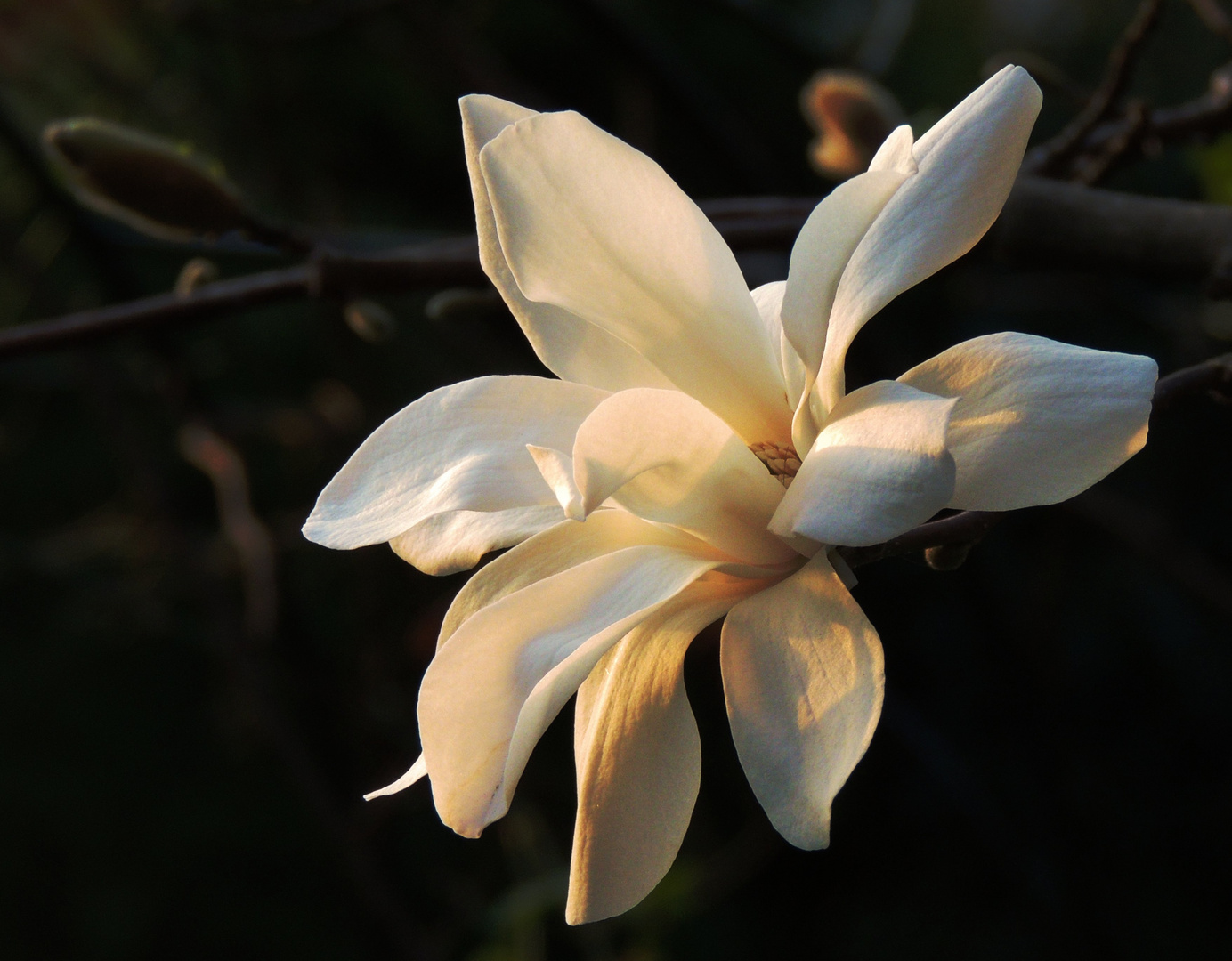 Magnolienblüte im Abendlicht