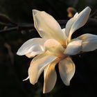 Magnolienblüte im Abendlicht