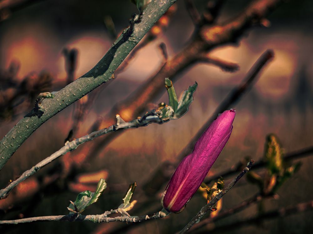 Magnolienblüte im Abendlicht