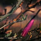 Magnolienblüte im Abendlicht