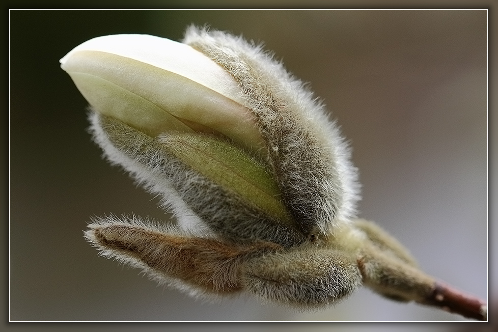 Magnolienblüte im Aufbruch