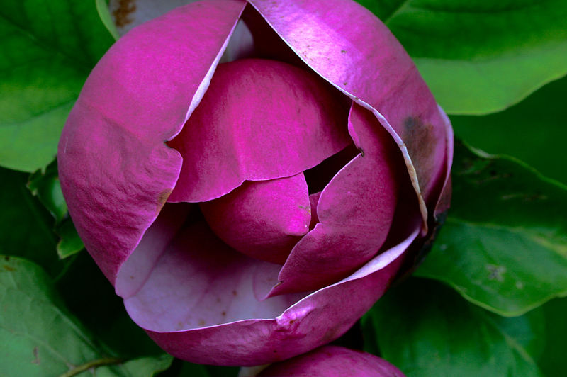 Magnolienblüte im August...