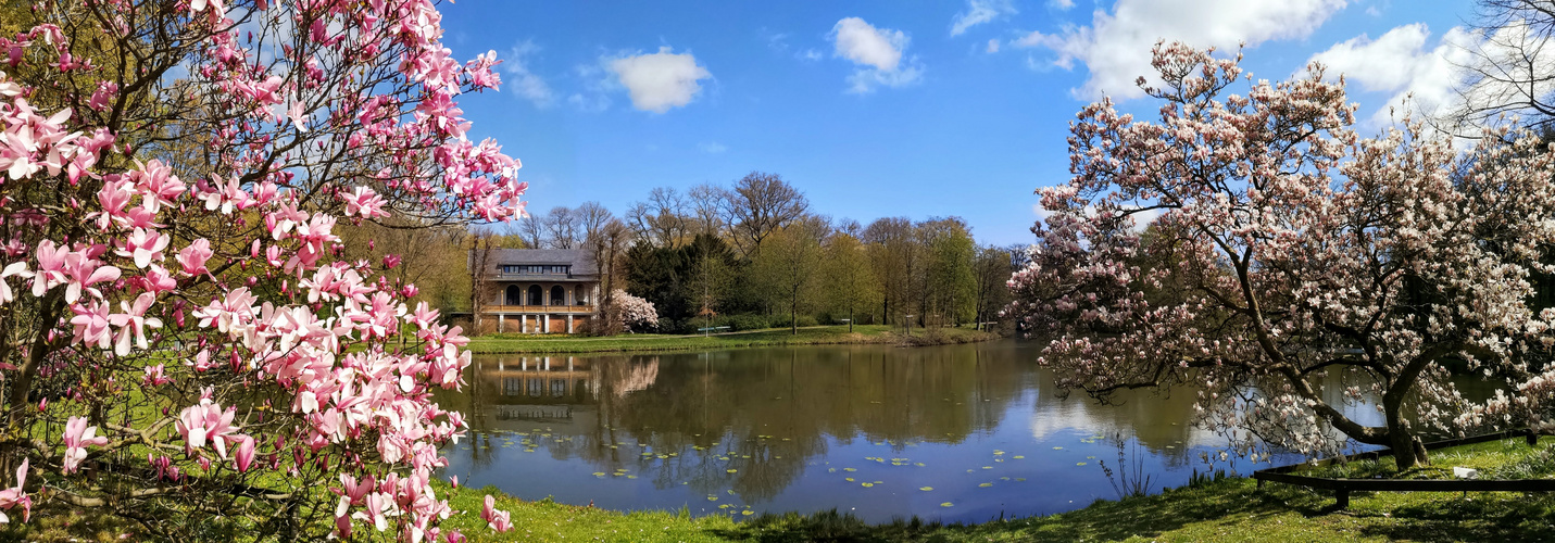 Magnolienblüte im Bremer Bürgerpark