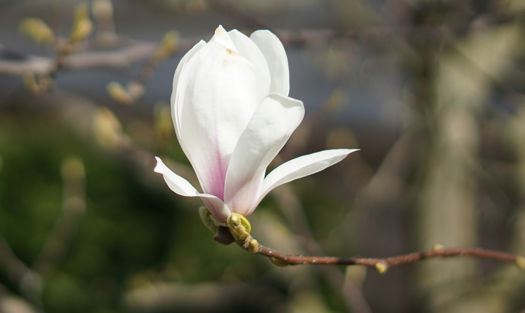 Magnolienblüte im Briller Viertel