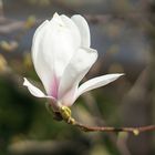 Magnolienblüte im Briller Viertel