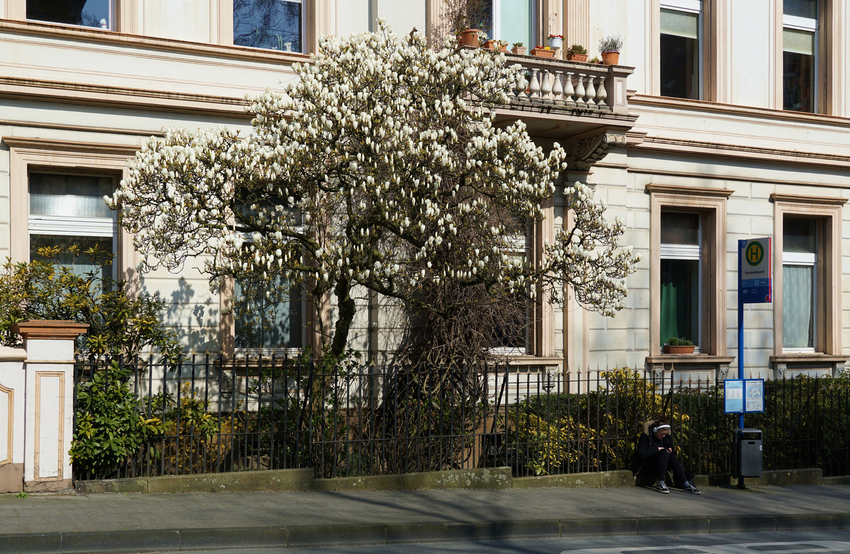 Magnolienblüte im Briller Viertel