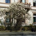 Magnolienblüte im Briller Viertel