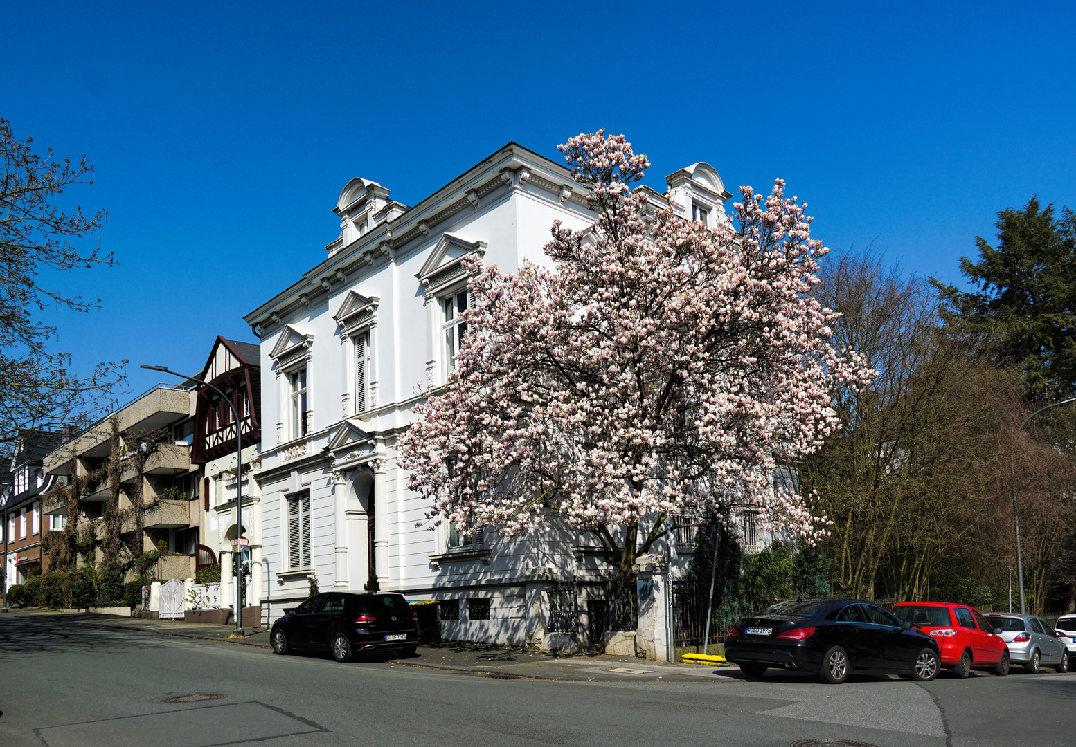 Magnolienblüte im Briller Viertel