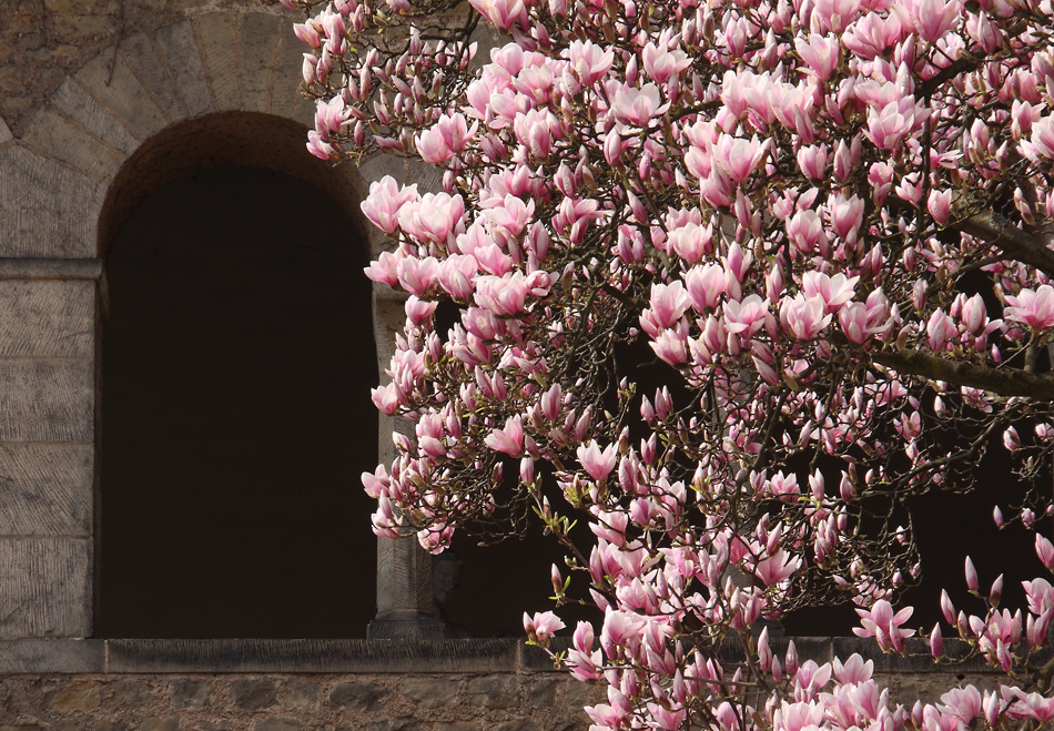 Magnolienblüte im Brunnenhof