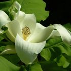 Magnolienblüte im Frühjahr im Park von Badenweiler