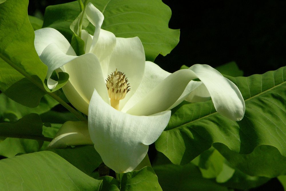 Magnolienblüte im Frühjahr im Park von Badenweiler