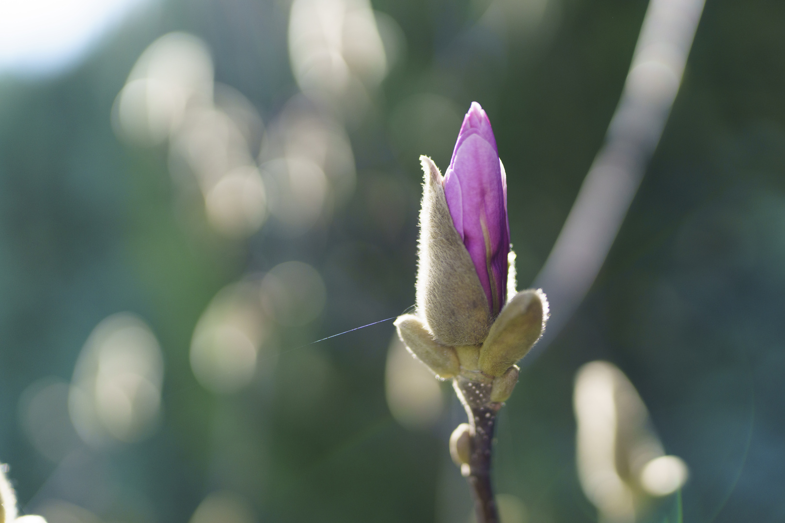 Magnolienblüte im Frühling 2024