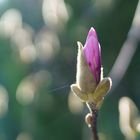 Magnolienblüte im Frühling 2024