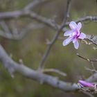 Magnolienblüte im Frühling