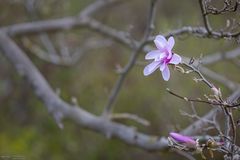 Magnolienblüte im Frühling