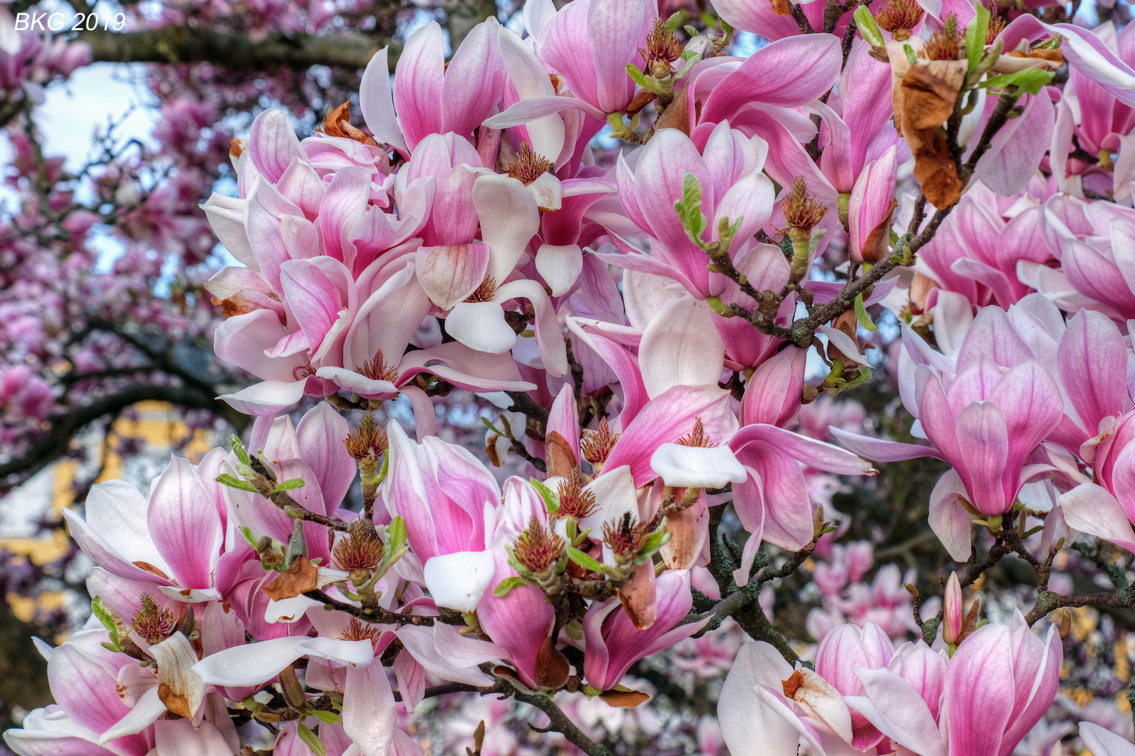 Magnolienblüte im Frühling 