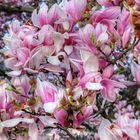 Magnolienblüte im Frühling 