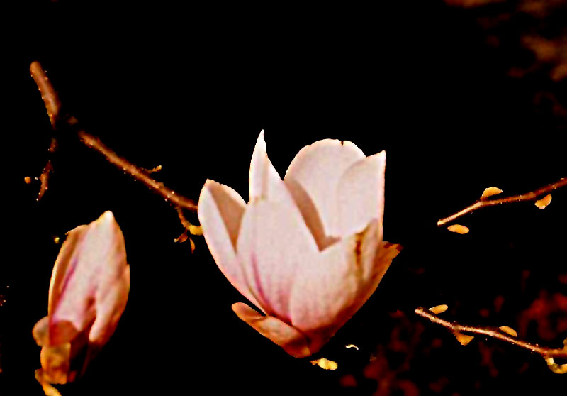 Magnolienblüte im Gegenlicht 1990