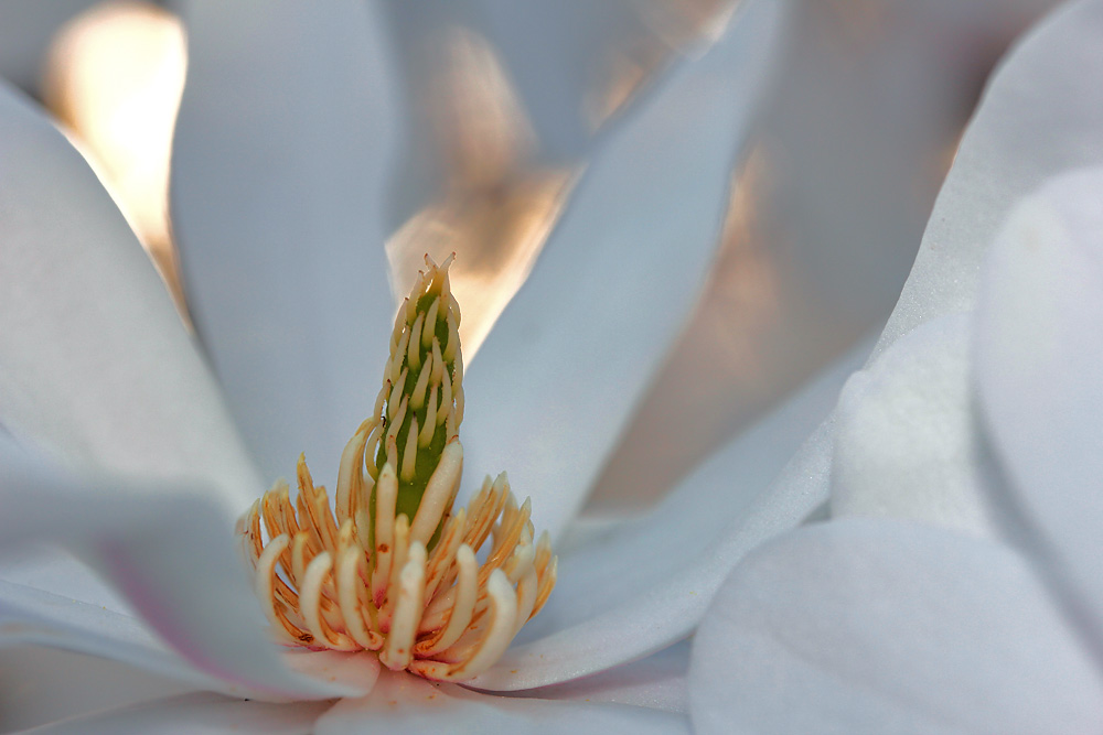 Magnolienblüte im Gegenlicht