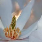 Magnolienblüte im Gegenlicht