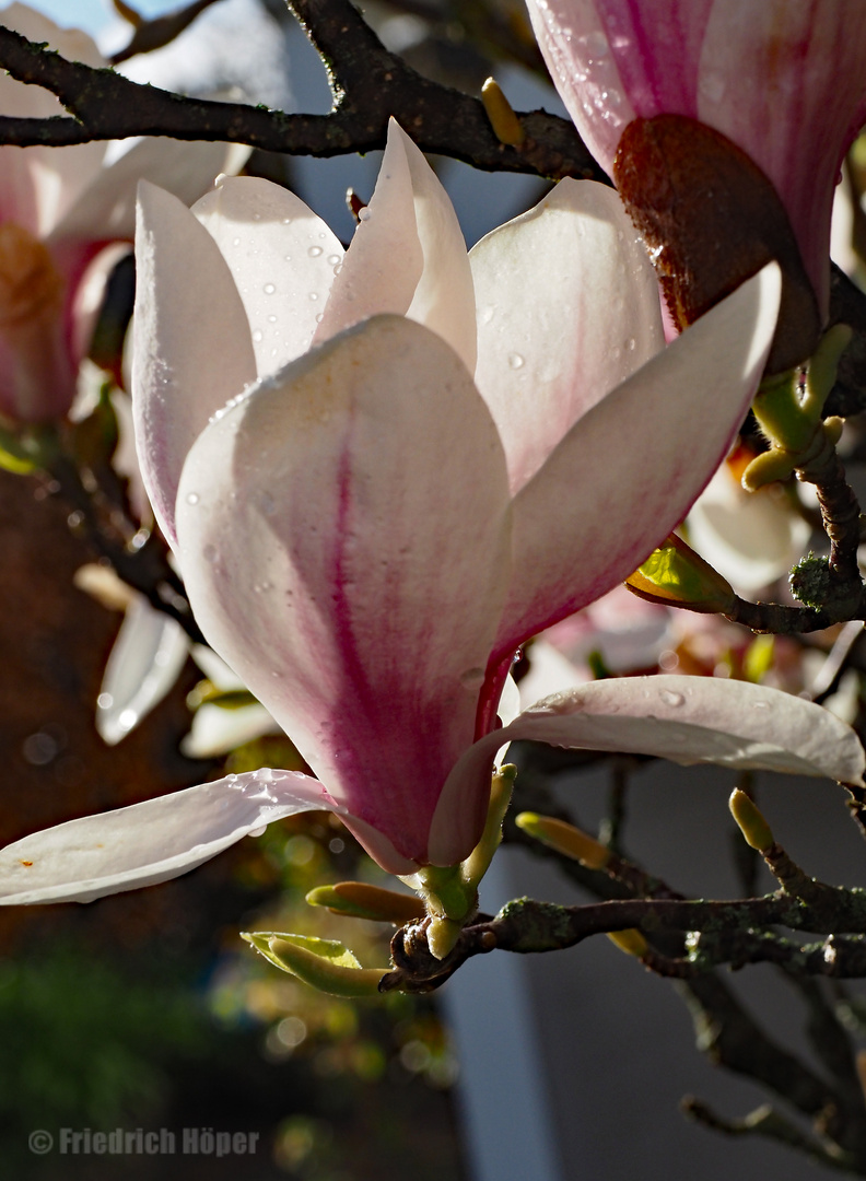 Magnolienblüte im Gegenlicht