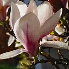 Magnolienblüte im Gegenlicht