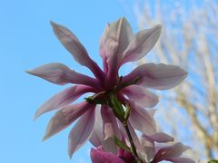 Magnolienblüte im Himmelblau