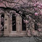 Magnolienblüte im Kloster Maulbronn im Fokus