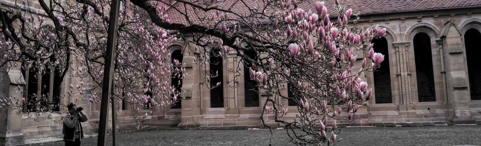 Magnolienblüte im Kloster Maulbronn im Fokus