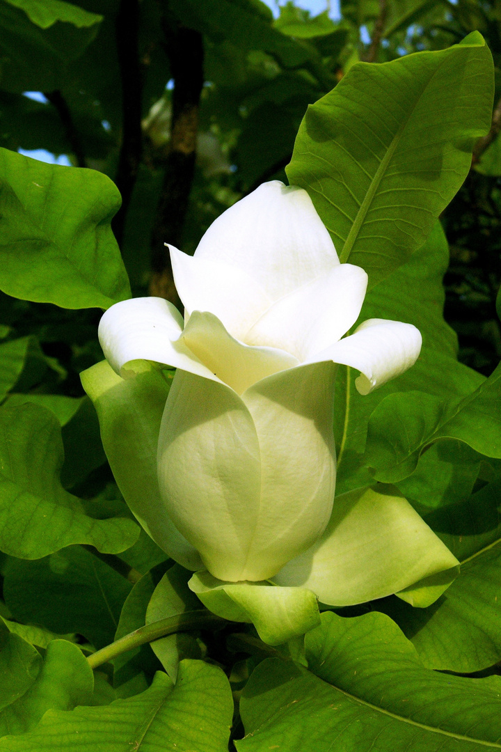 Magnolienblüte im Kurpark von Badenweiler