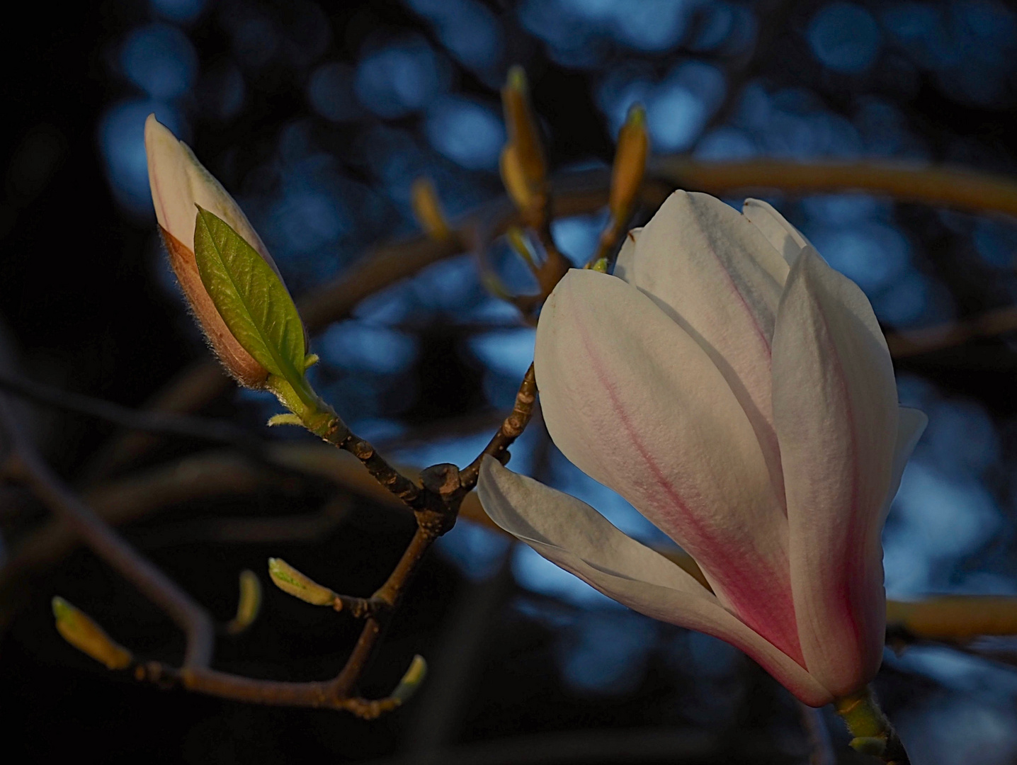 Magnolienblüte im letzten Licht