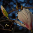 Magnolienblüte im letzten Licht