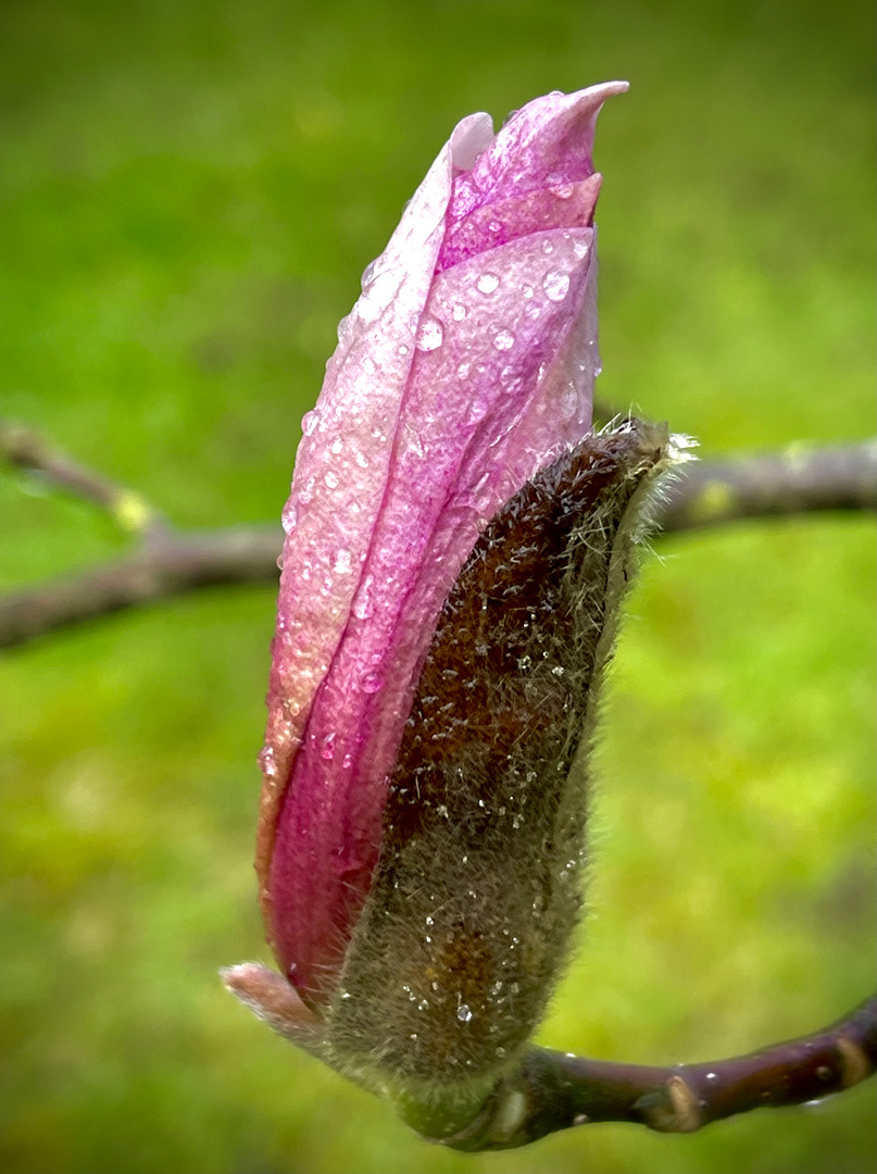 Magnolienblüte im Morgentau 