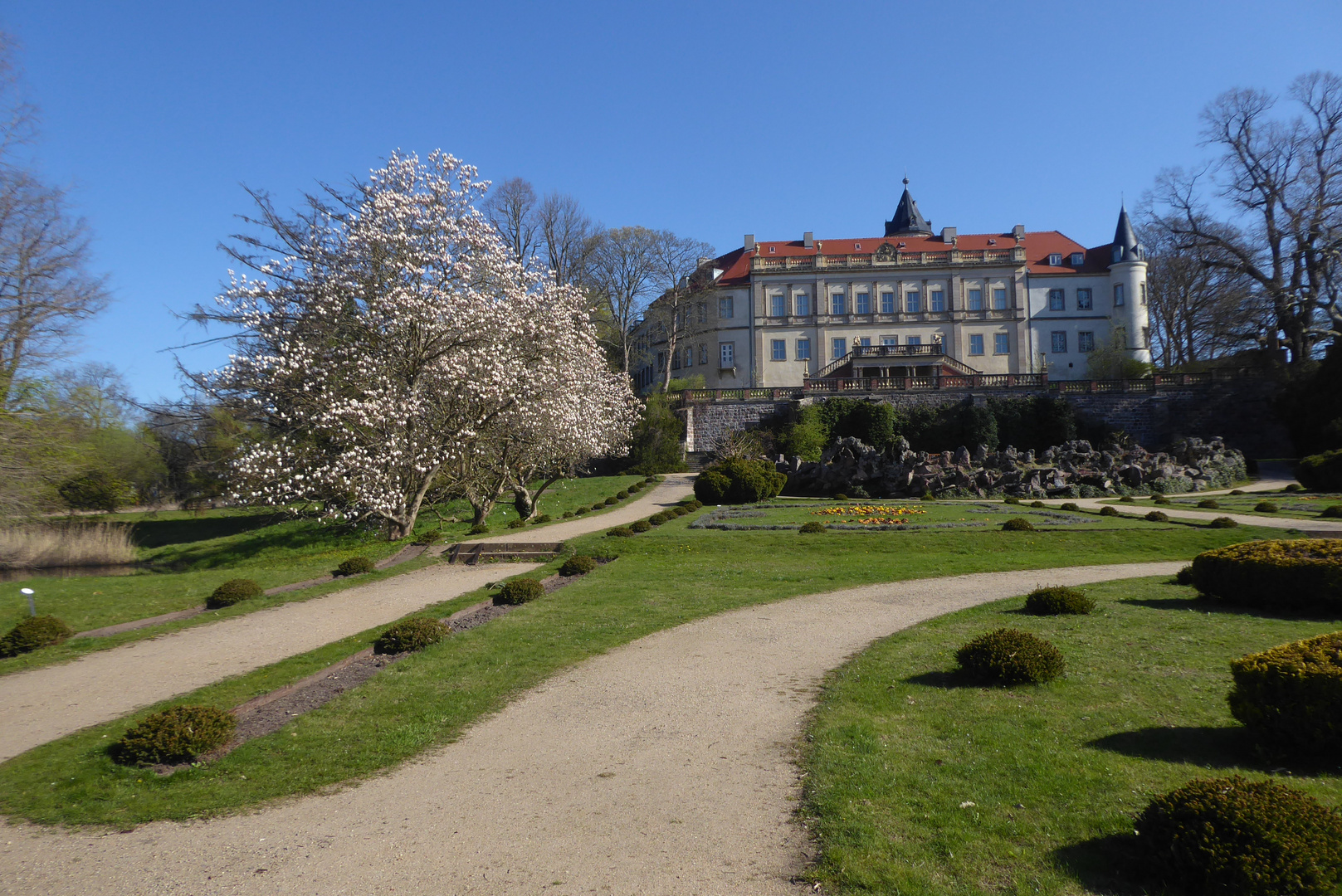 Magnolienblüte im Park