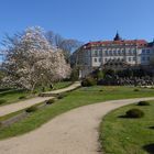 Magnolienblüte im Park