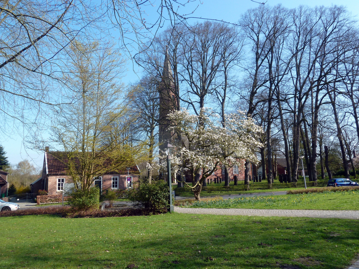 Magnolienblüte im Park der Evenburg (Leer-Loga)